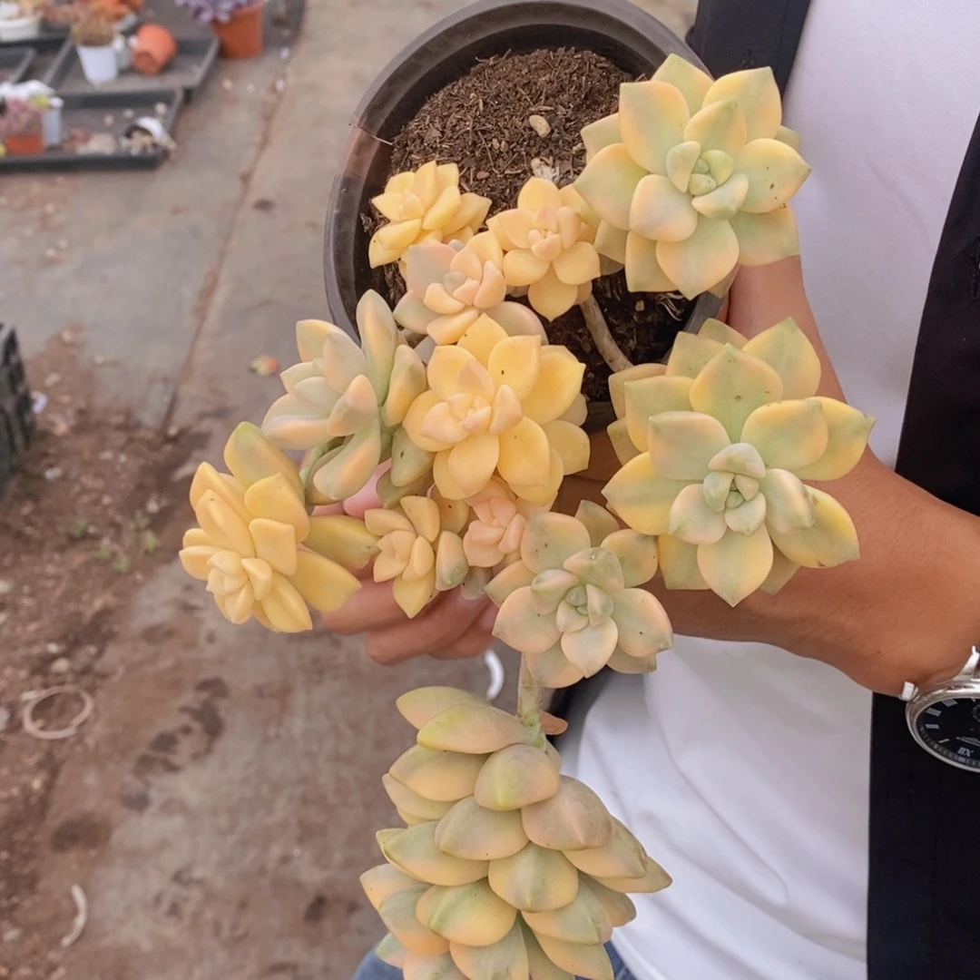 多头群生美杏堇三盆