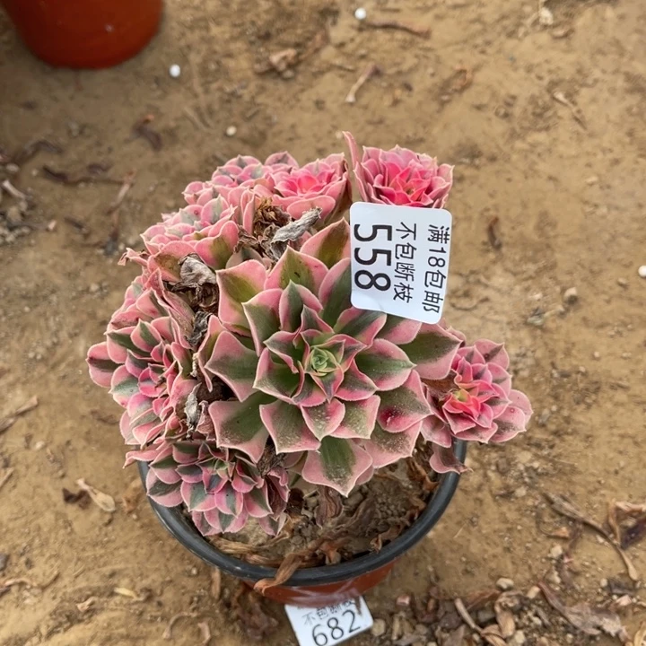 558粉女巫小手捧不圆1