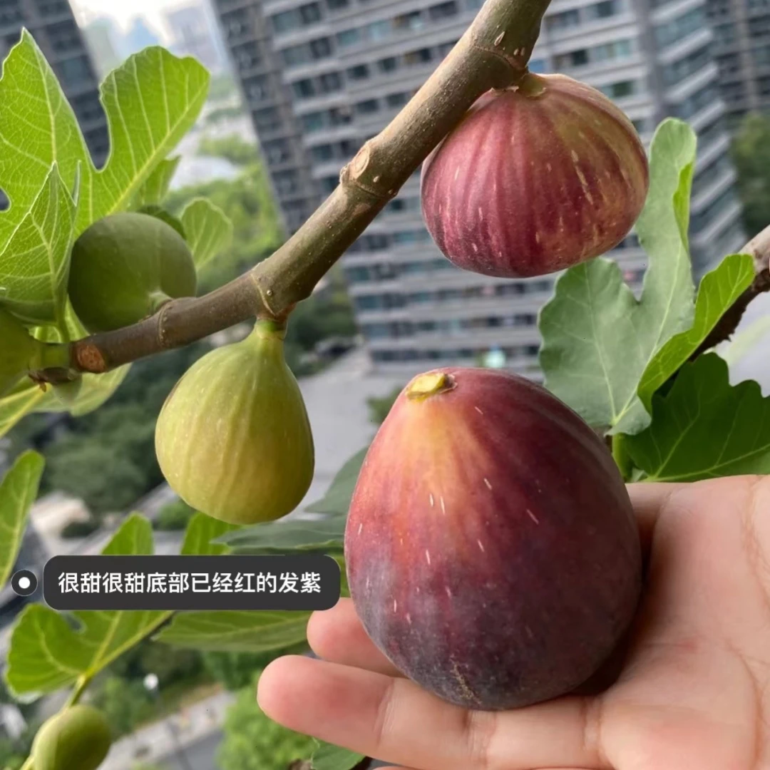 无花果树苗盆栽水果苗四季特大波姬红南北方阳台种植地栽当年结果