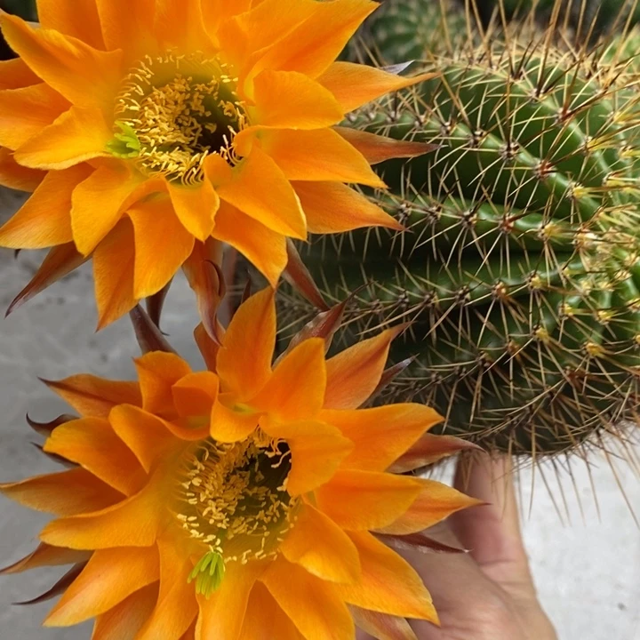 实生彩草10公分左右