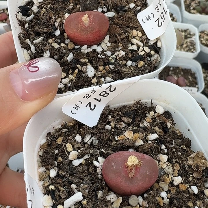 老马生石花1.8吕红2812