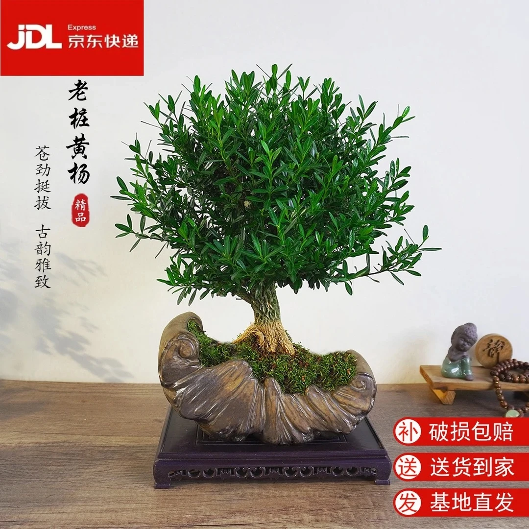 LQ金木焕春老桩黄杨+接水盘