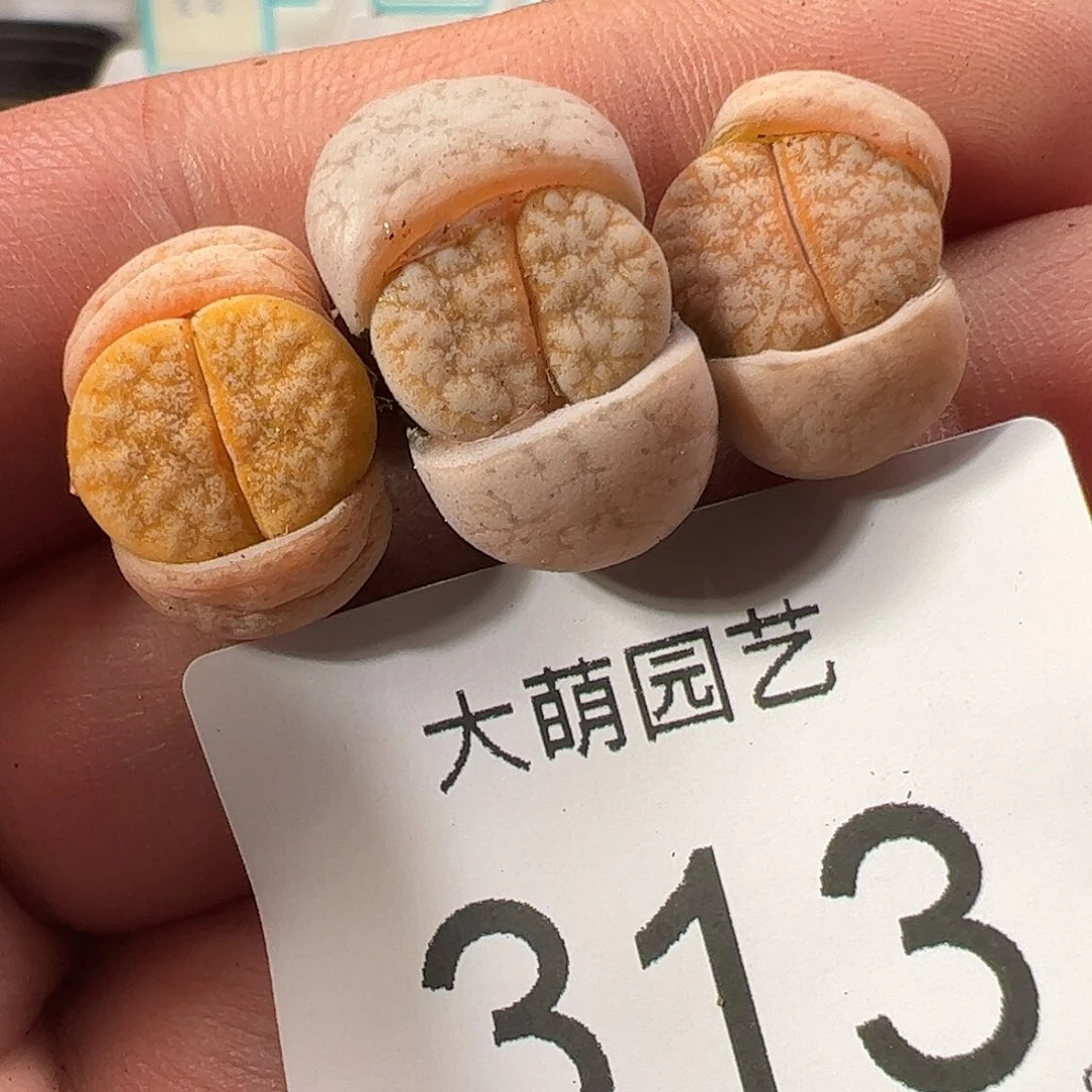 0000313 一物一拍……
