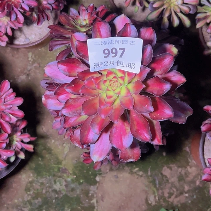人*997魅力多肉老桩