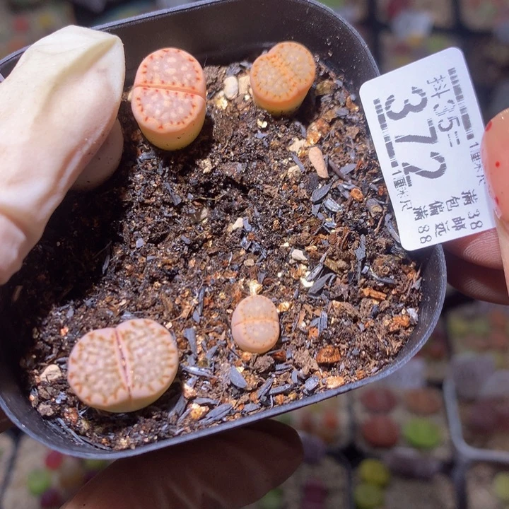 唯*精品生石花35.372