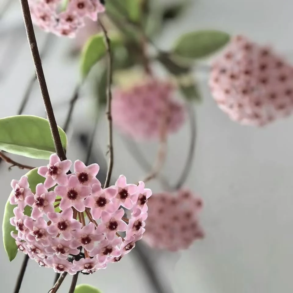 球兰盆栽 好养易活