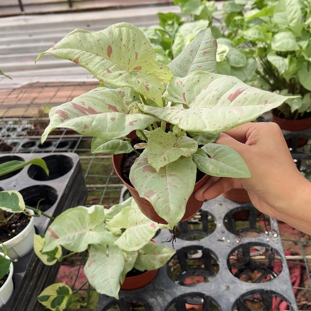 完全开放241 牛奶合果芋