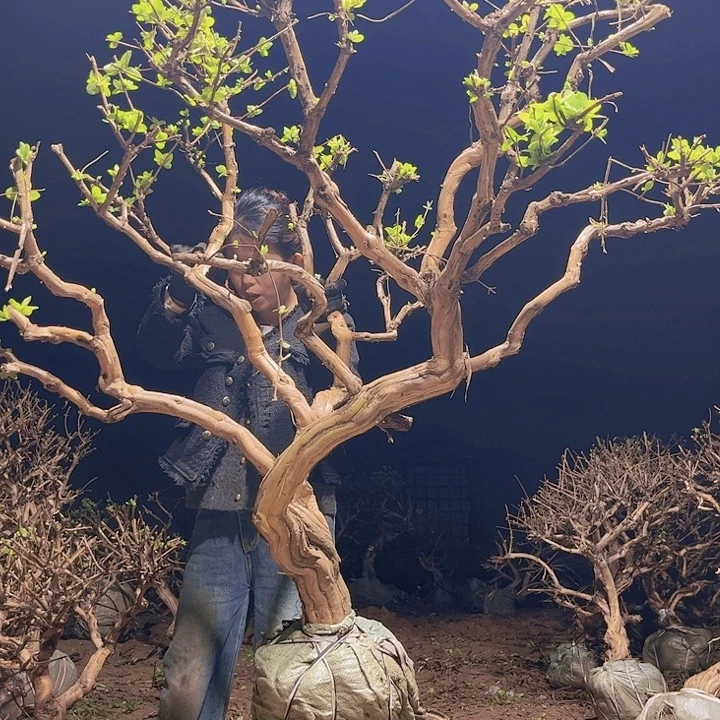 当前无花栽培后可以开花