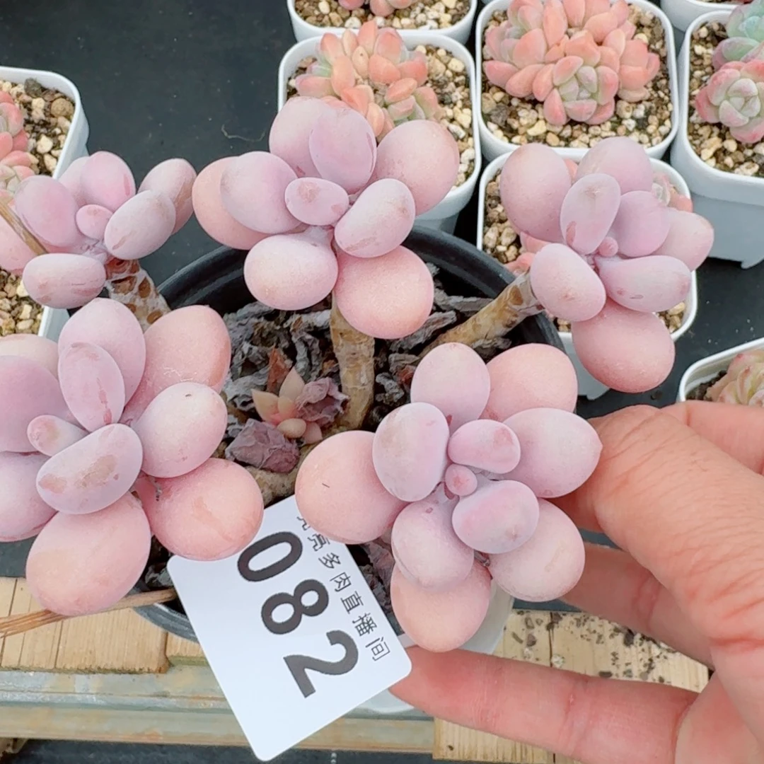 桃蛋老桩            精美多肉植物