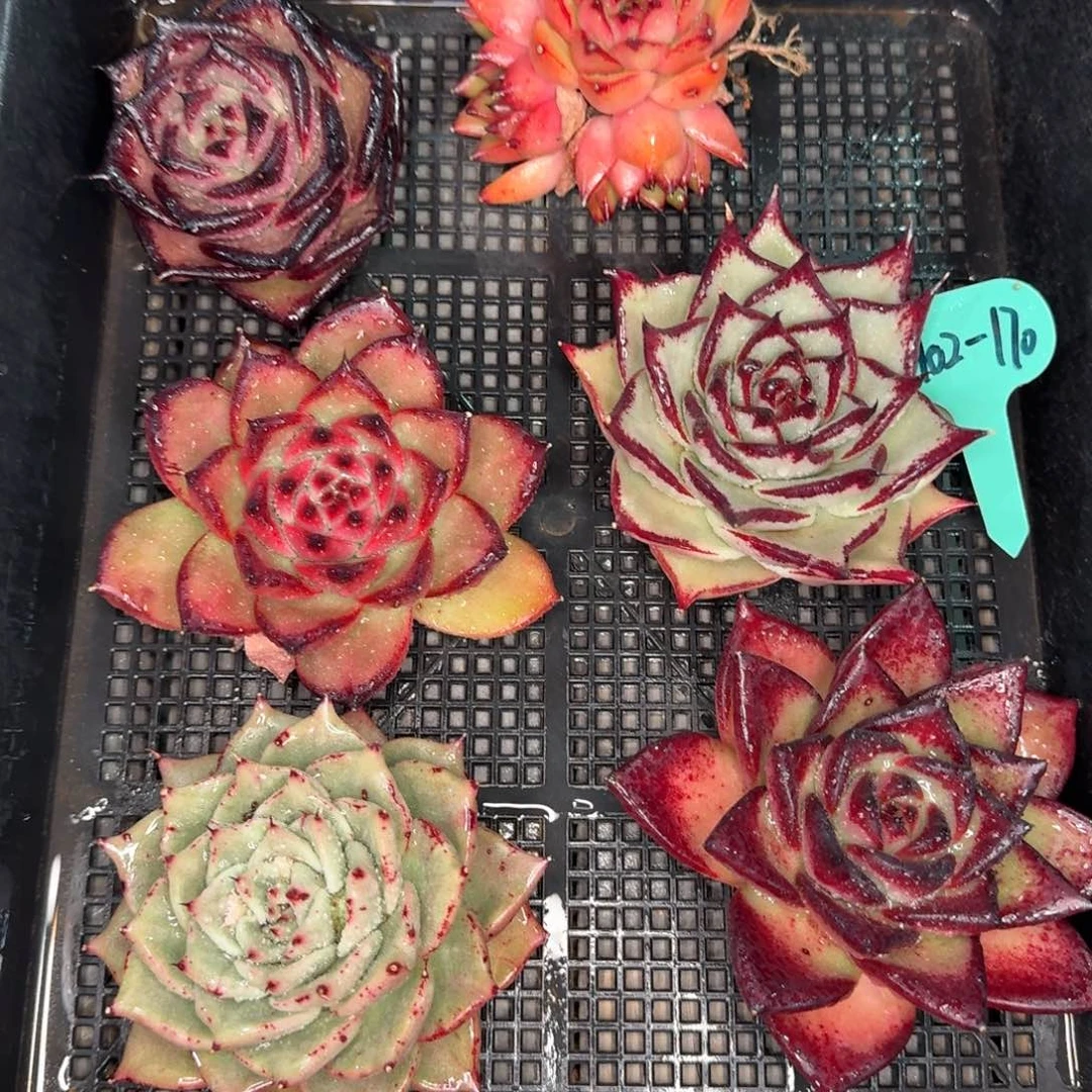 从前慢多肉精选编号0102.170