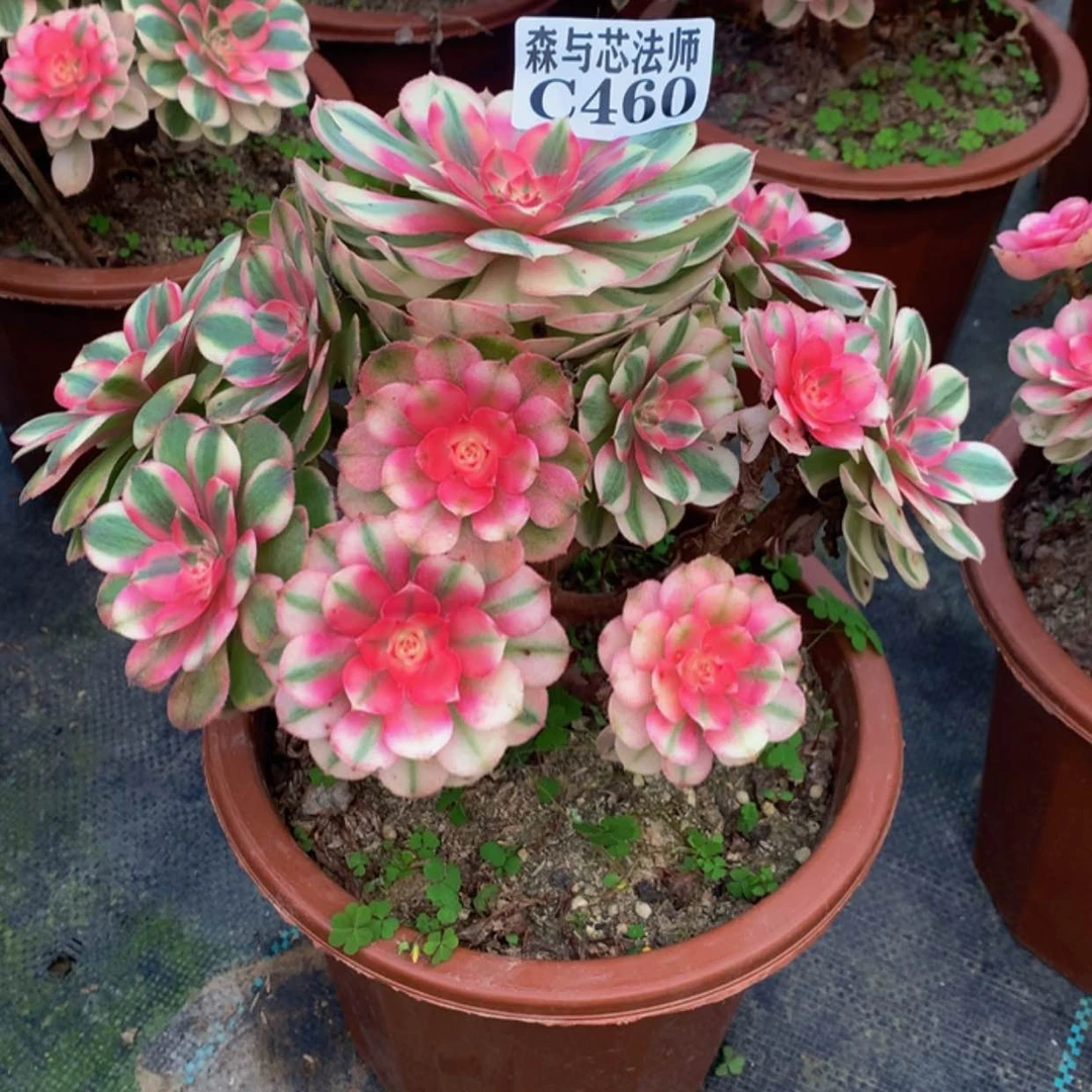 【闪购商品】460荔枝