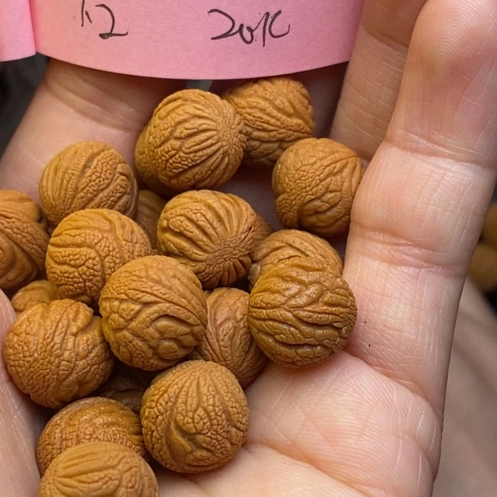 吊坠桃核秦岭龙纹桃核12尺寸