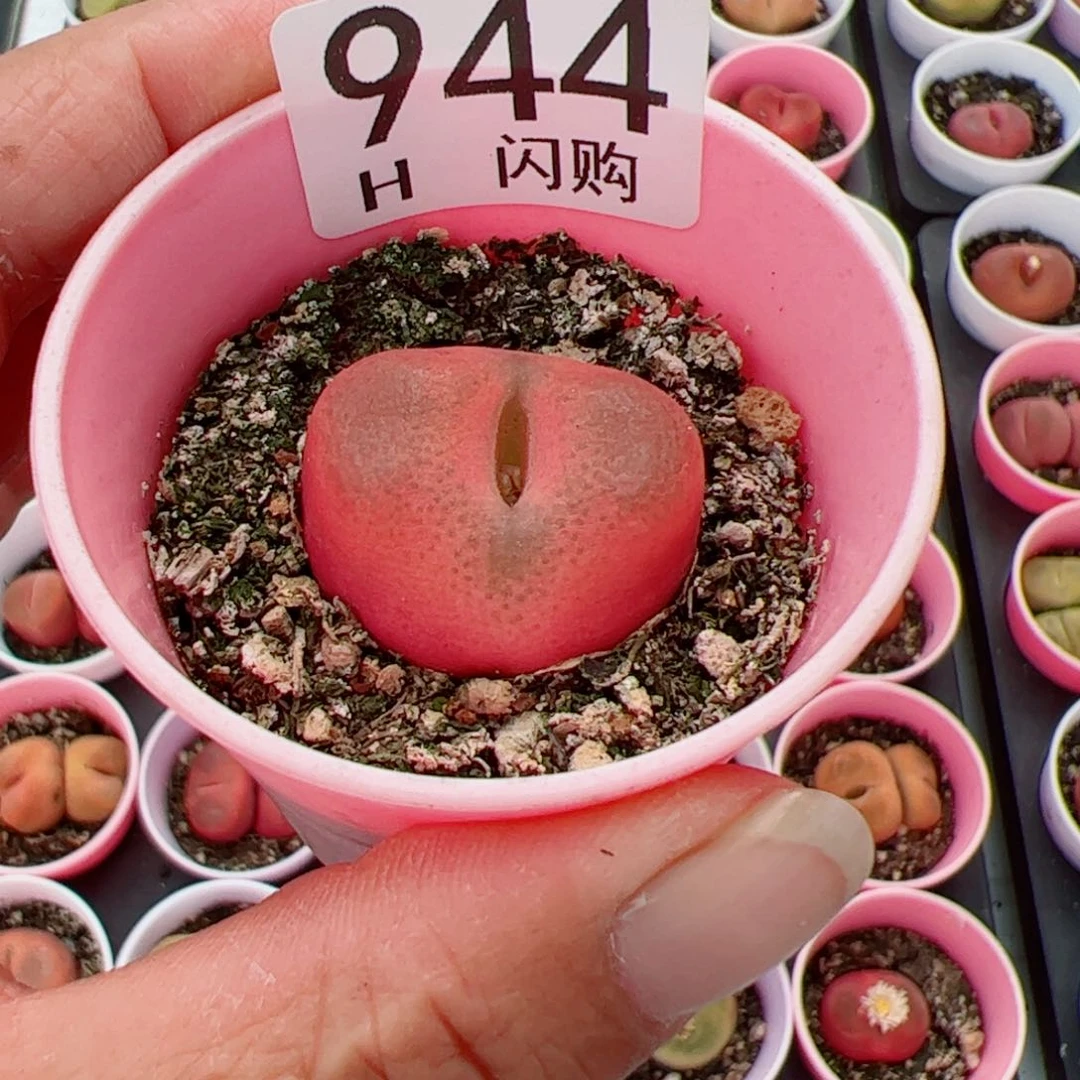 无花朵满****红我很喜欢这个H944