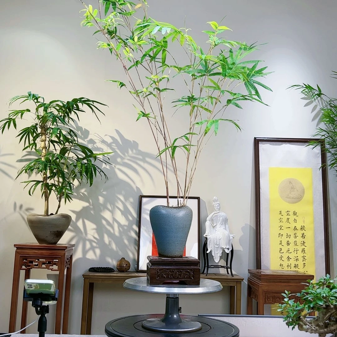 月***Y老桩精品竹盆景