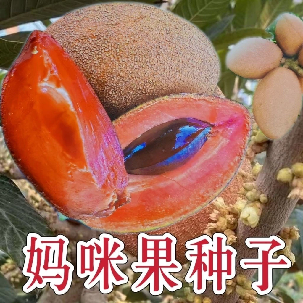 【妈咪果种子】马加纳妈咪果种子四季南方种植盆栽庭院阳台种子G