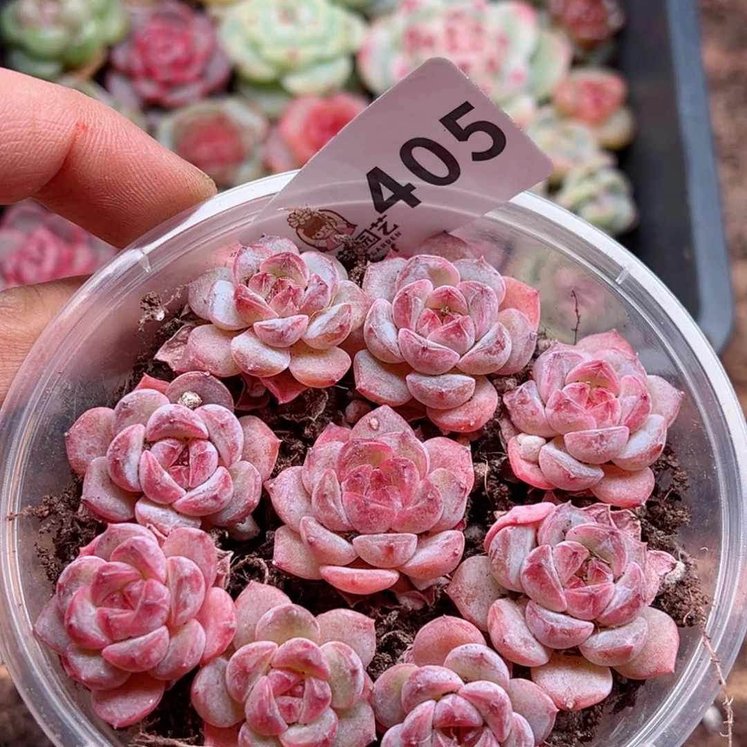 多肉植物多肉植物