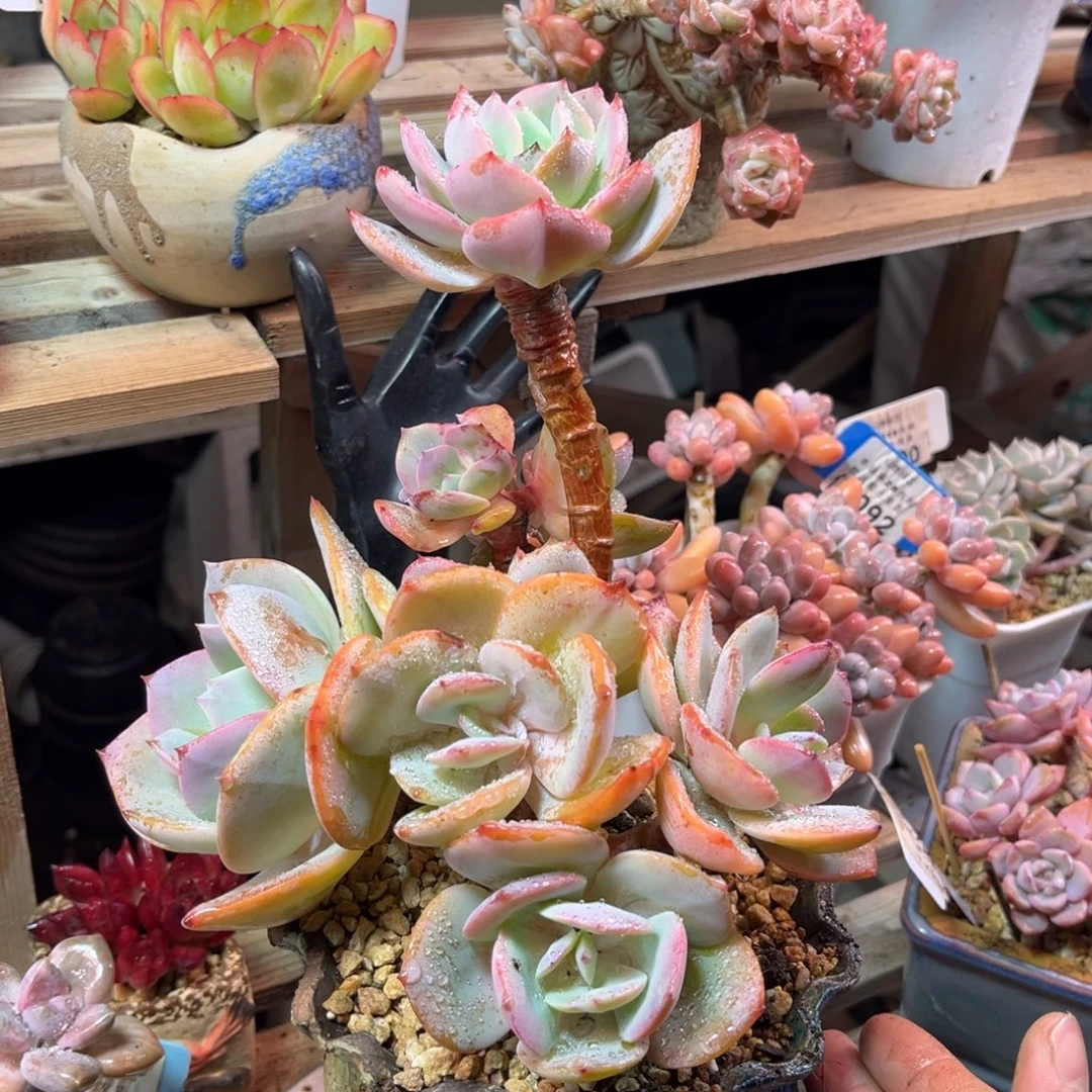 凤满20包邮一物一拍