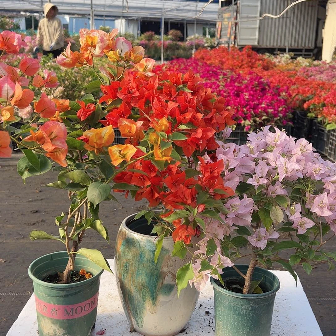 大部分花苞少量开放凤凰，红桑巴，苹果花组合