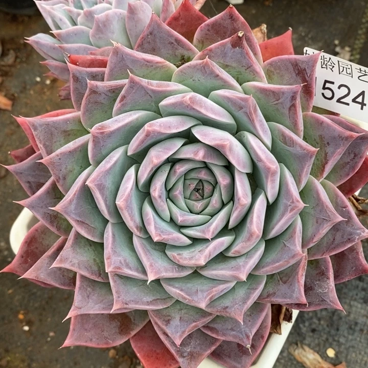 1524杂交老桩基地～16厘米