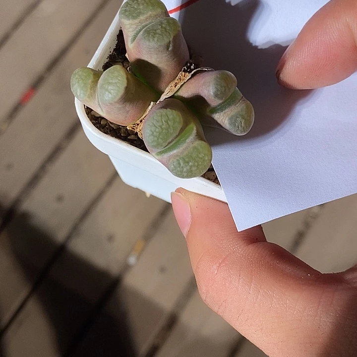 15340。   磁铁群生。