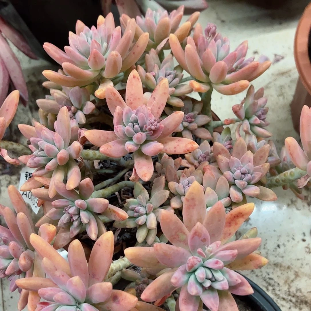 秋丽多头大盆多肉植物