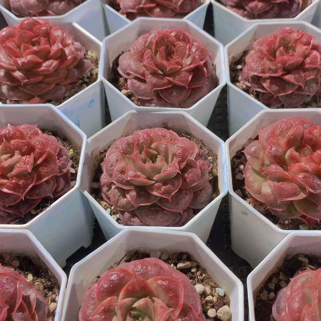 虾饺榴346789990000