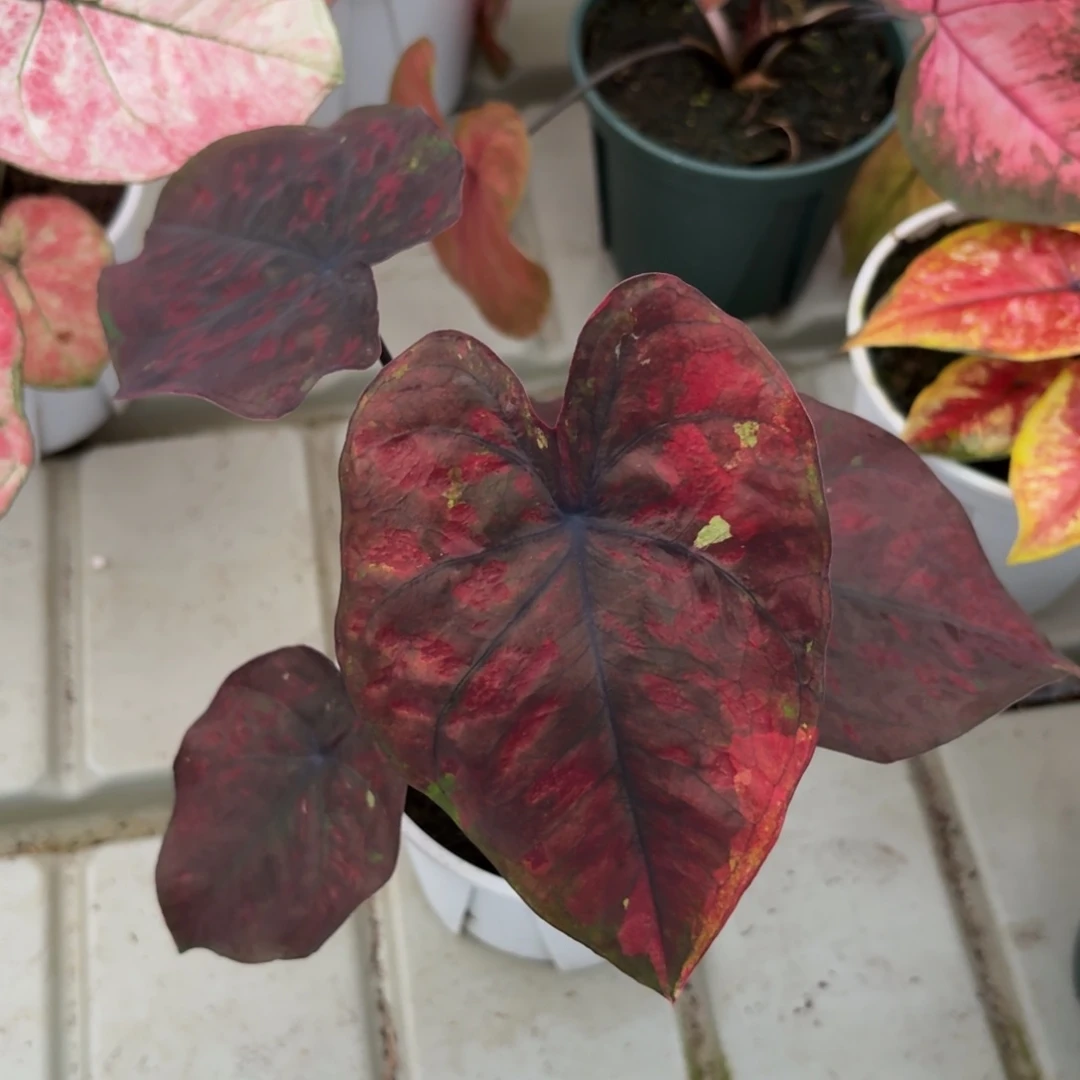 红魔泰国彩叶芋33-1217