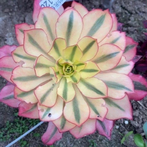 126嫁接魅影满25包邮多肉