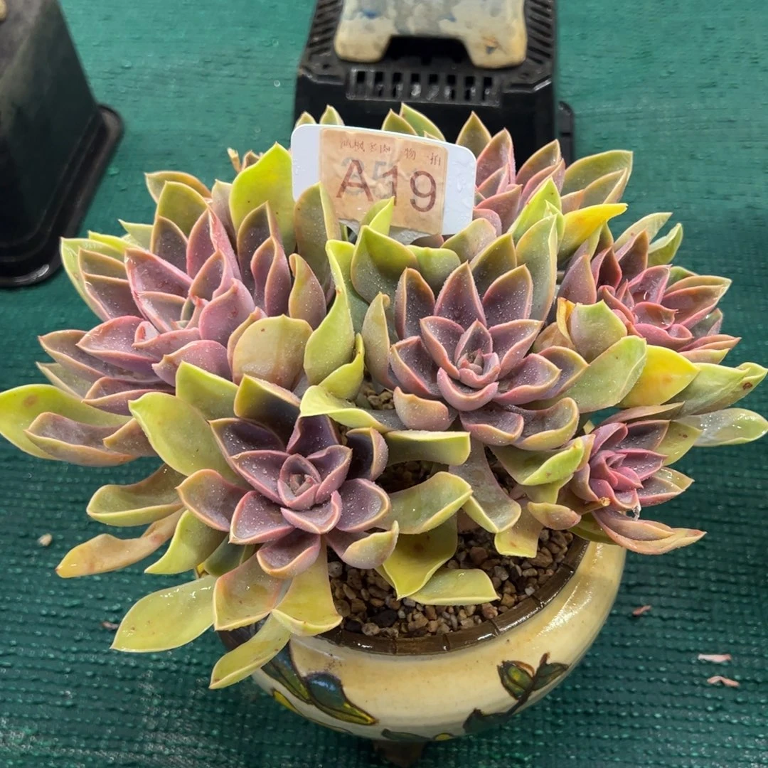 紫气东来，，，，，，，，，，，，，，，，