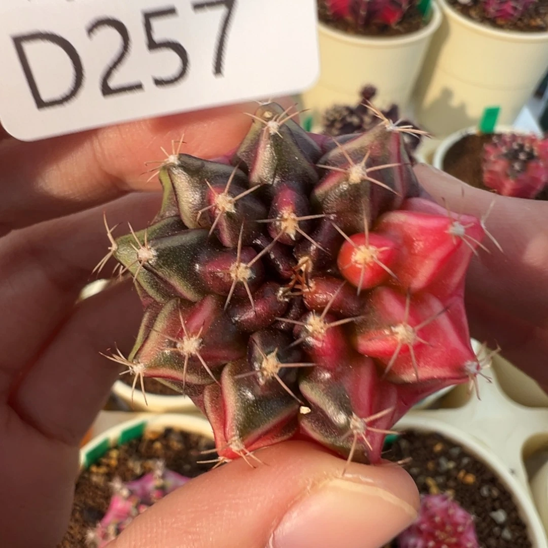 257 好看的米哈冲冲冲