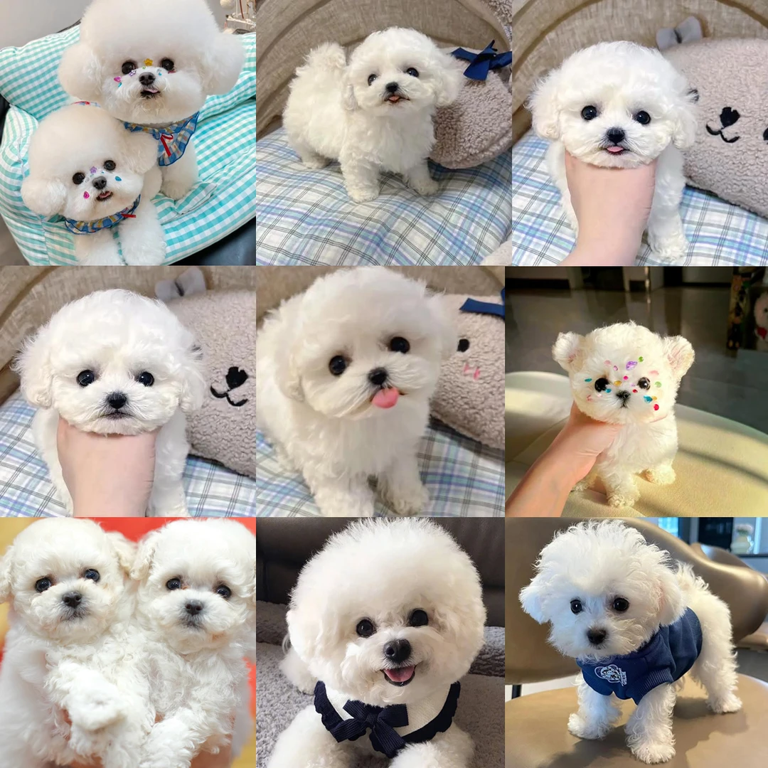 精品比熊宝宝 萌系 韩系比熊 活体 全款链接