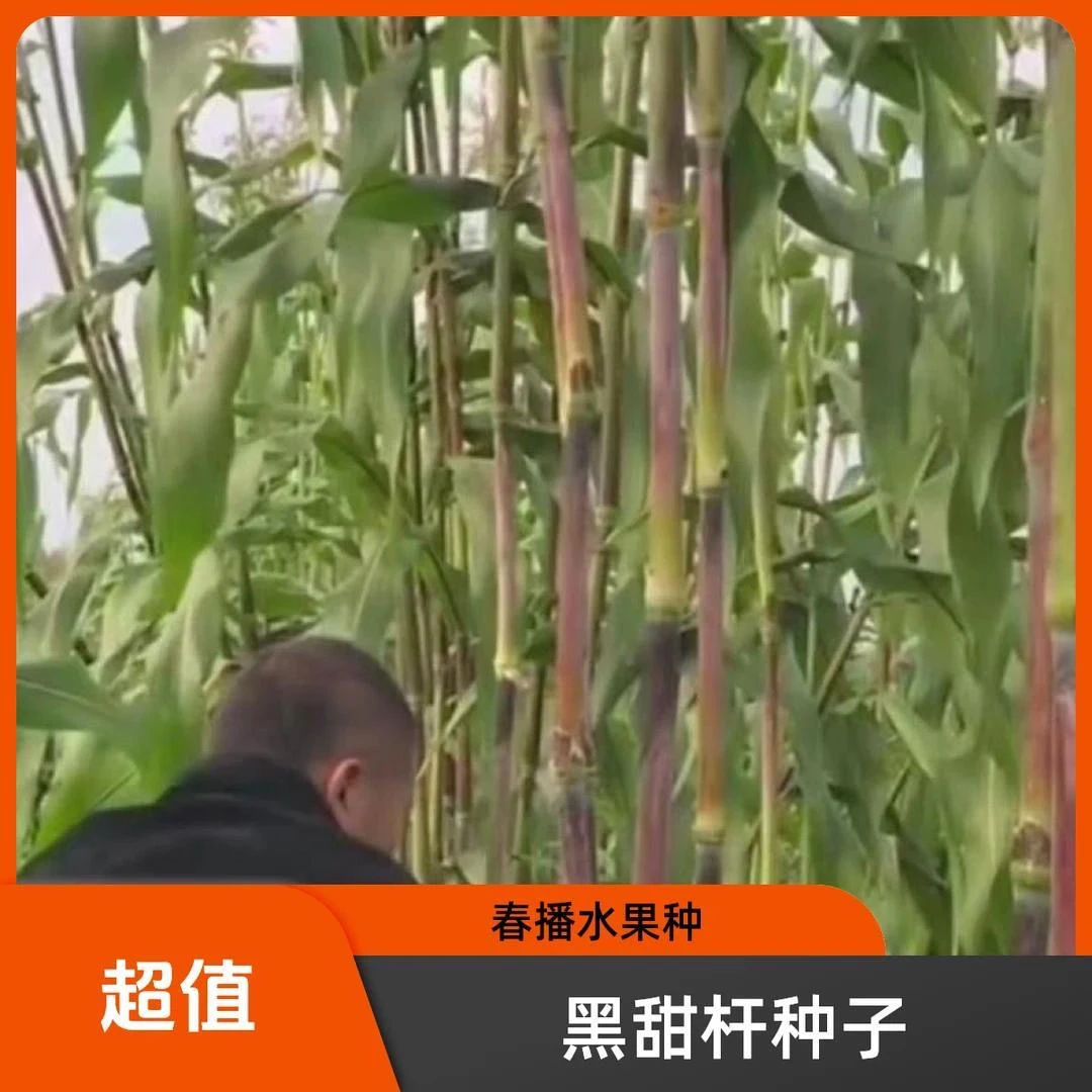 【黑甜杆种子甘蔗】家庭阳台小院盆栽地栽四季种植-FZN