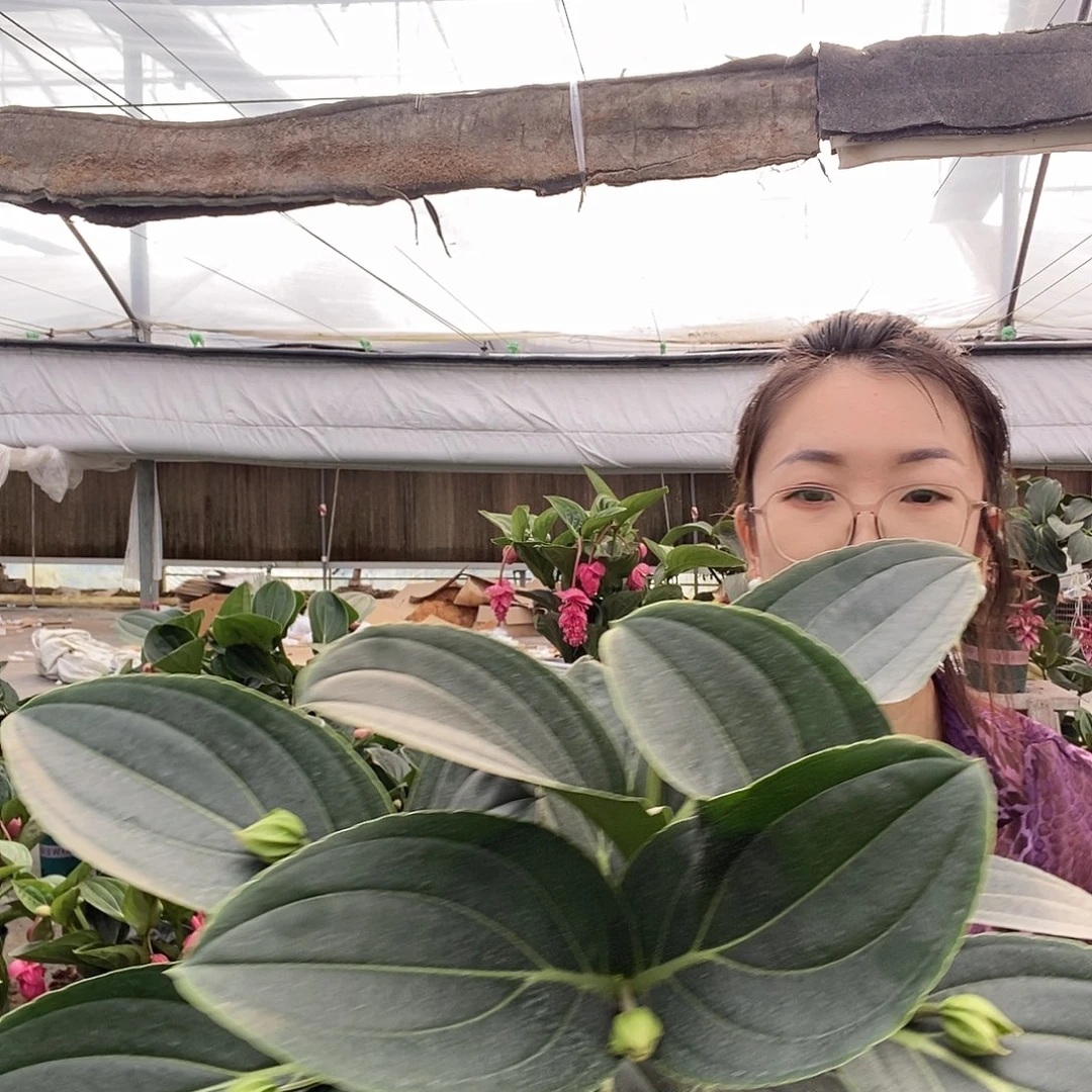 欧***花宝莲灯一物一拍就