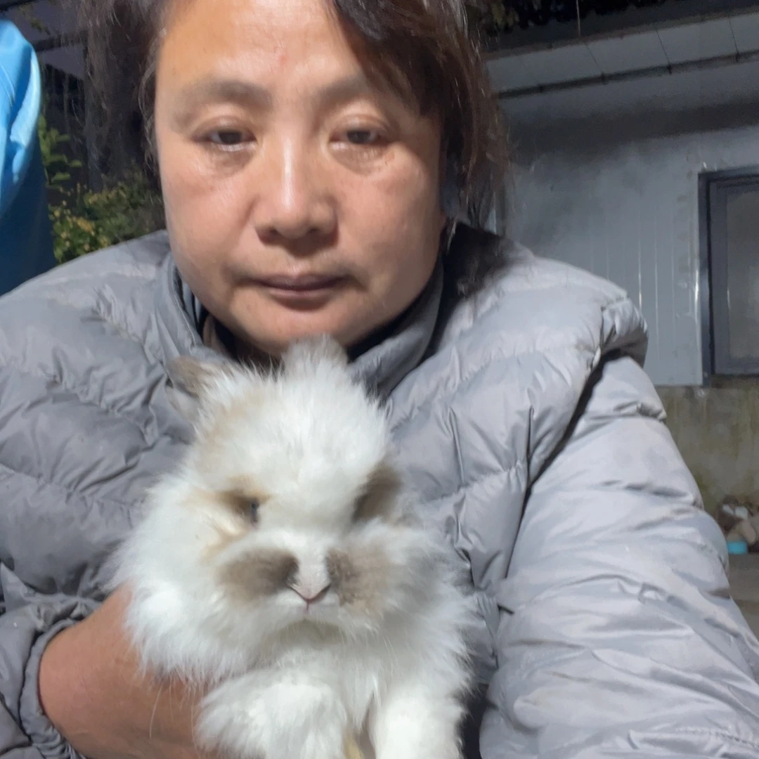 闽***鱼英系安哥拉宠物兔