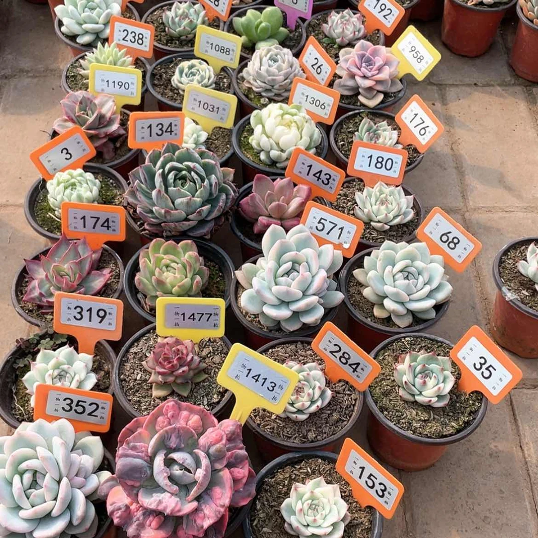 【闪购商品】冇****时153号