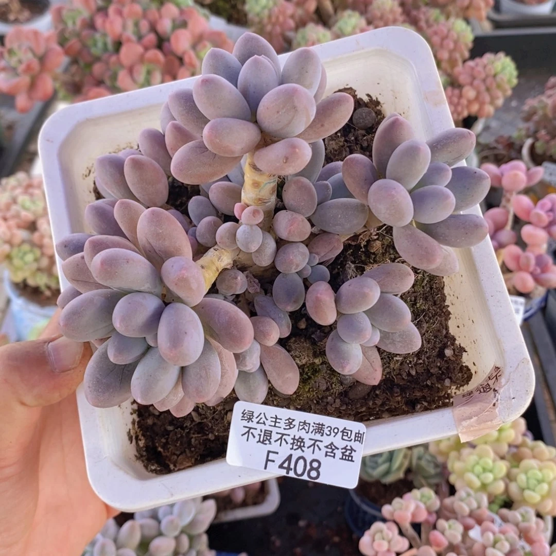 小*姐汤圆10cm408多肉植物