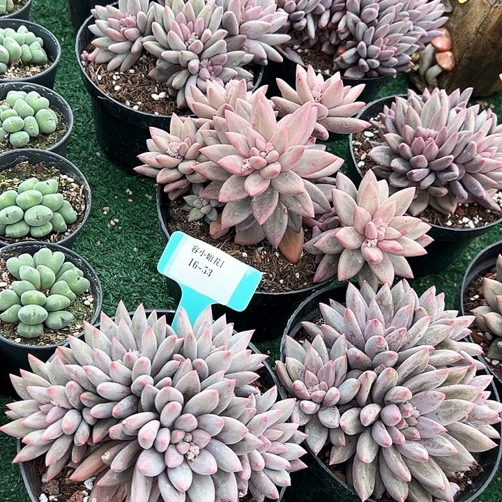 16.53紫美人一个脱土