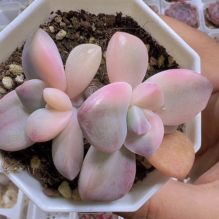 紫乐锦19包邮多肉植物