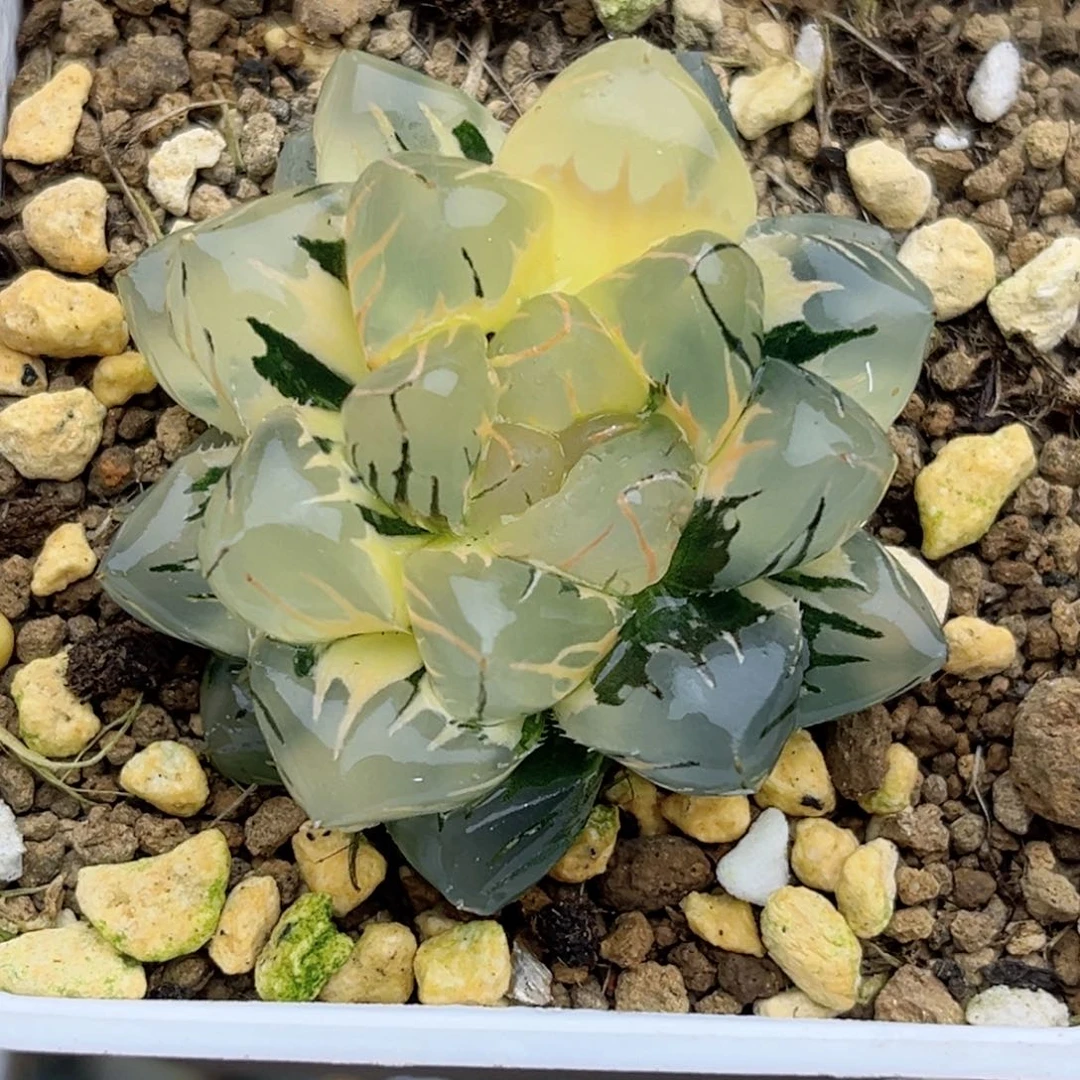 107水中月玉露锦福利专场