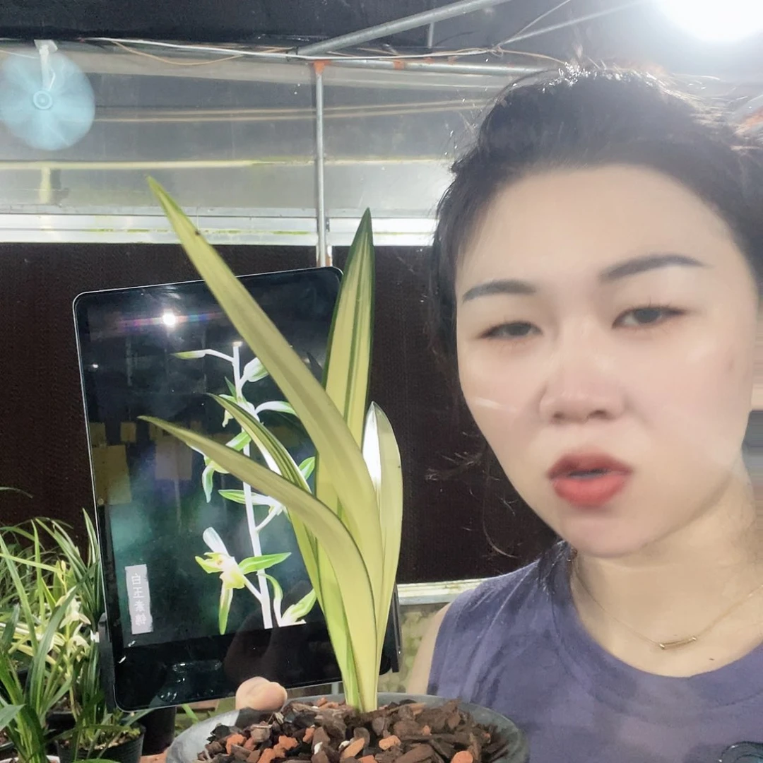 当前无花栽培后可以开花