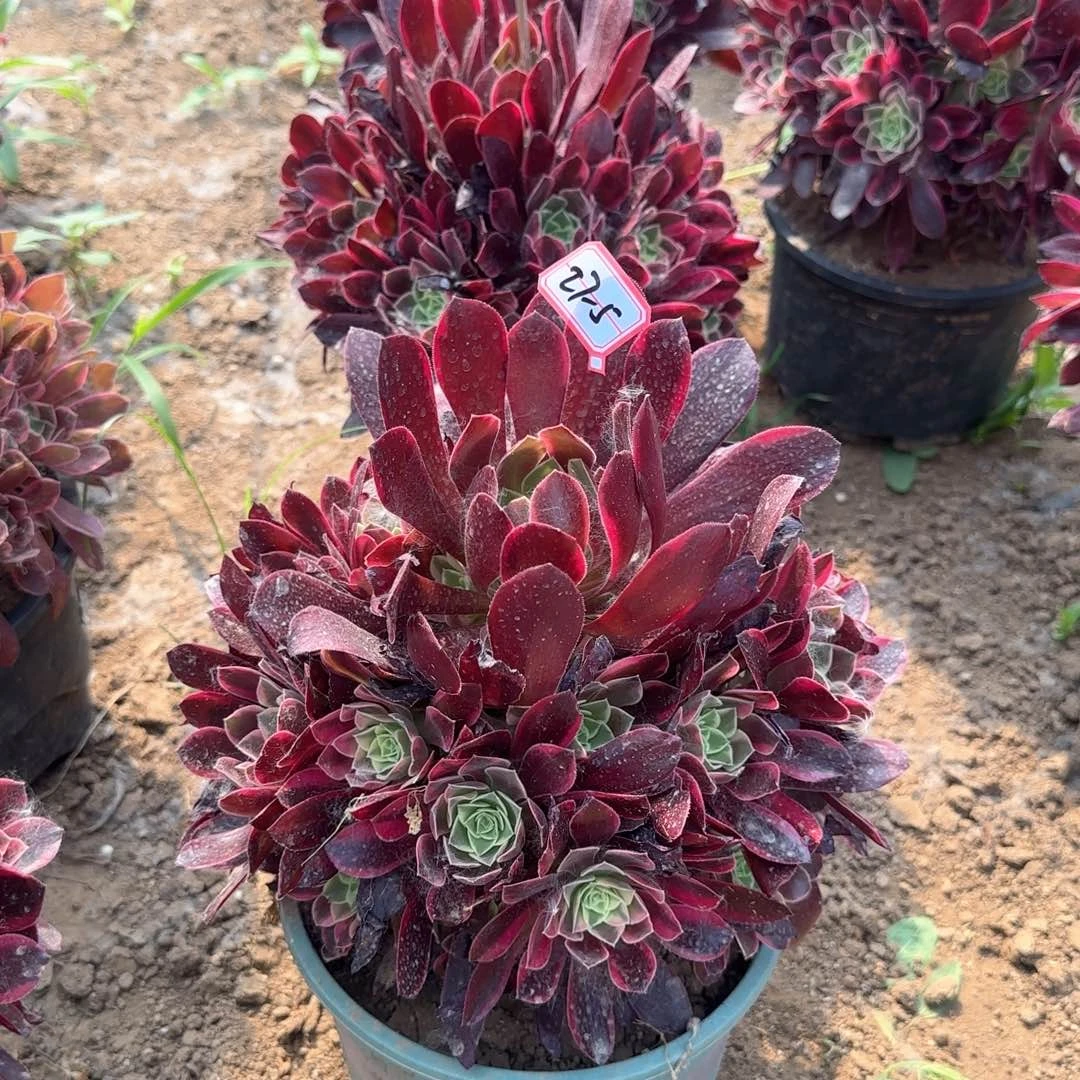 27-5金丝亮牌9.9一个地理多肉植物