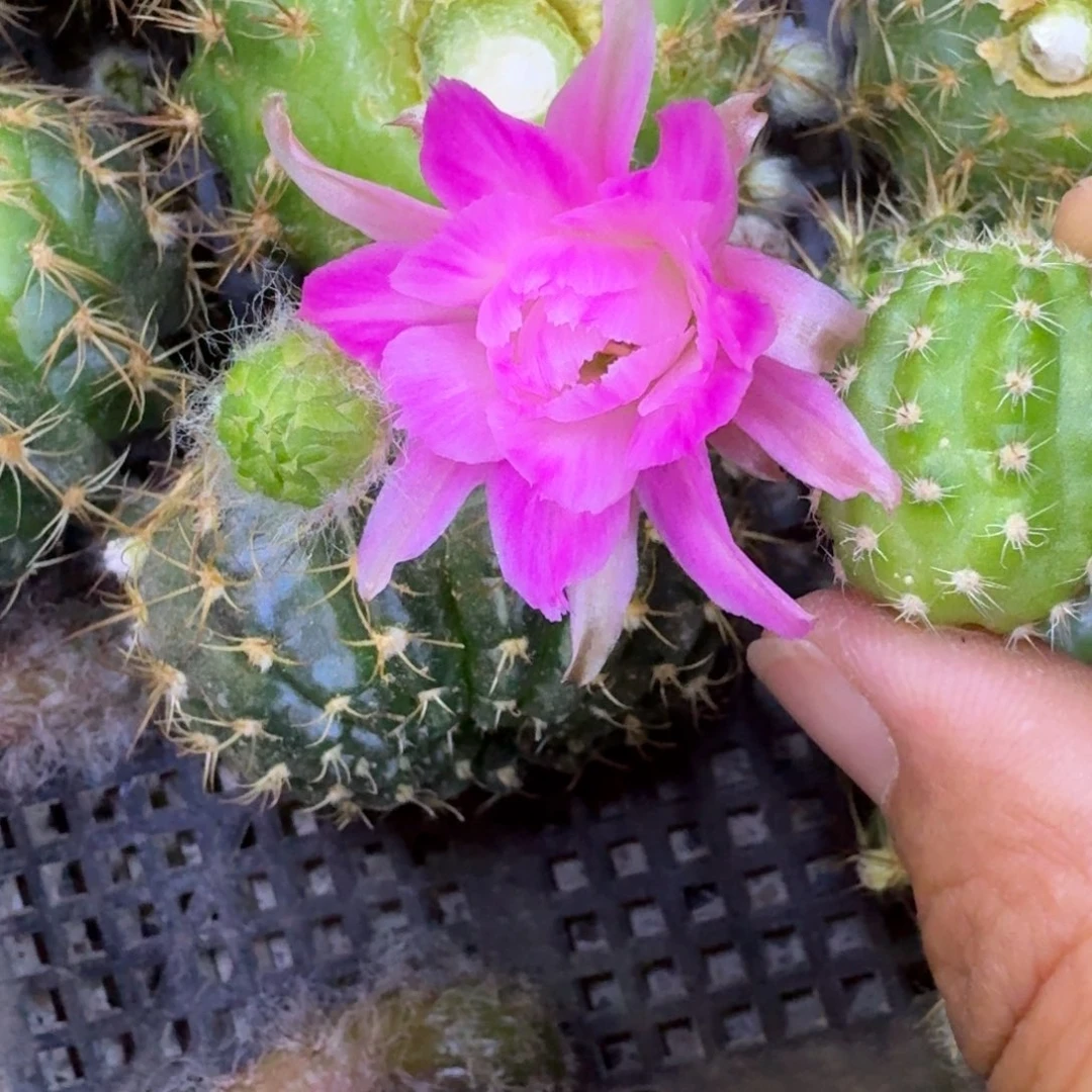 14白檀特鲁迪歪小3个无根侧牙，20包邮