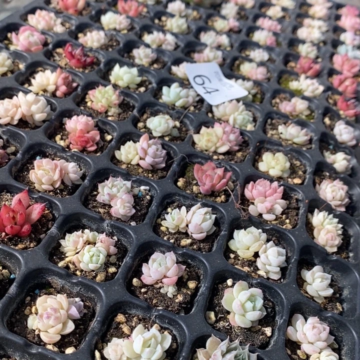 64 多肉植物盆栽花卉