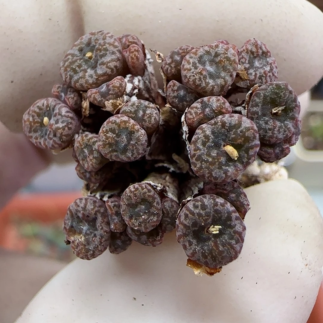 119红珊瑚小型种