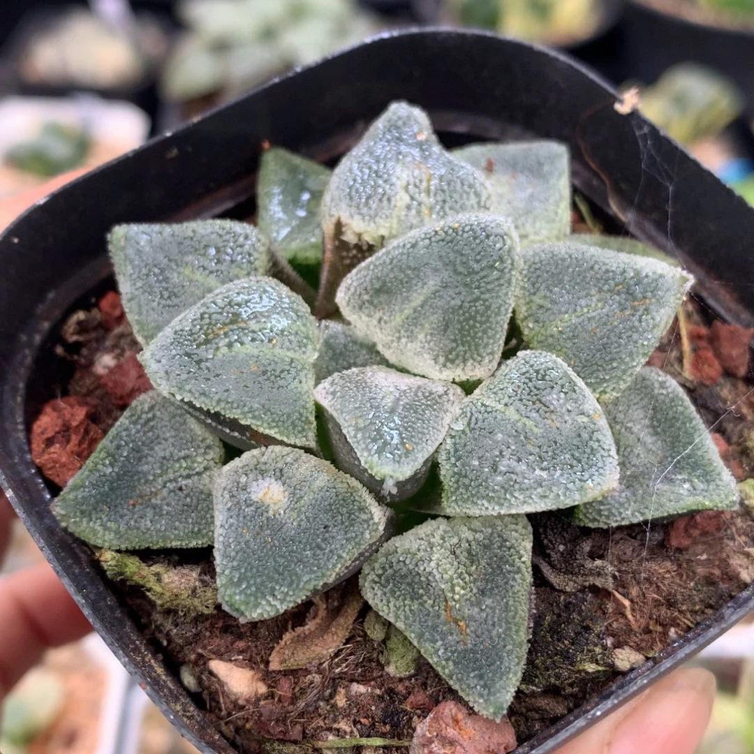 冰钻寿，带盆土发货