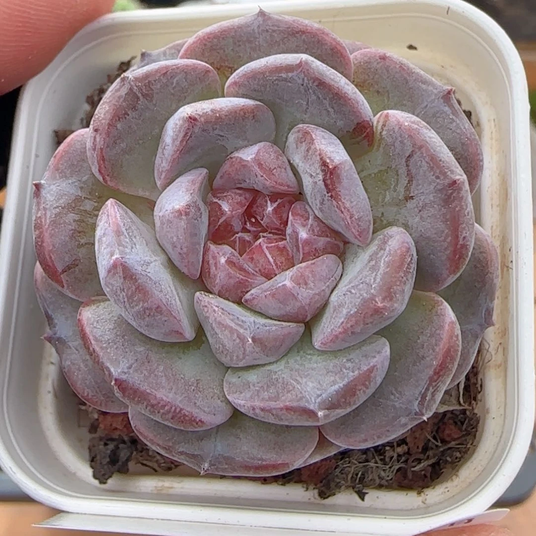 0615-299紫糖心糖心