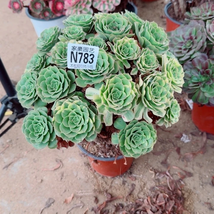 783五彩琉璃官服28左右