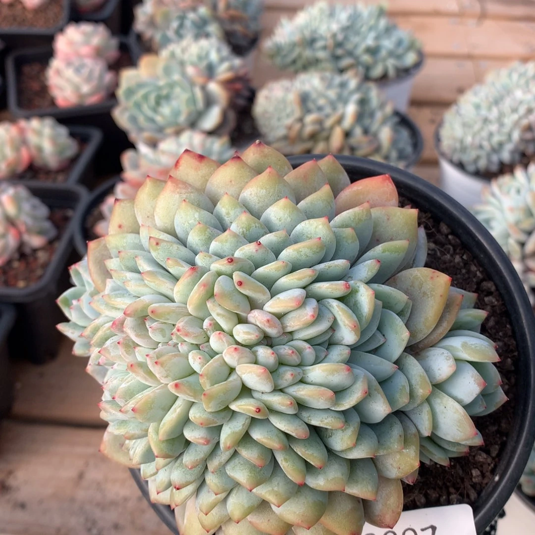 11厘米龙头星影缀3297