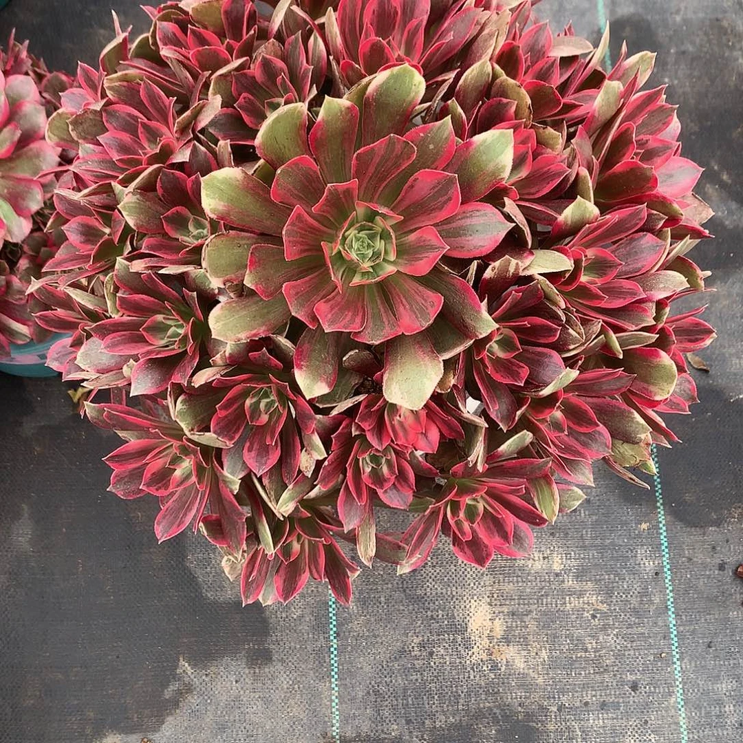 ***完全开放法法师图片植物多肉