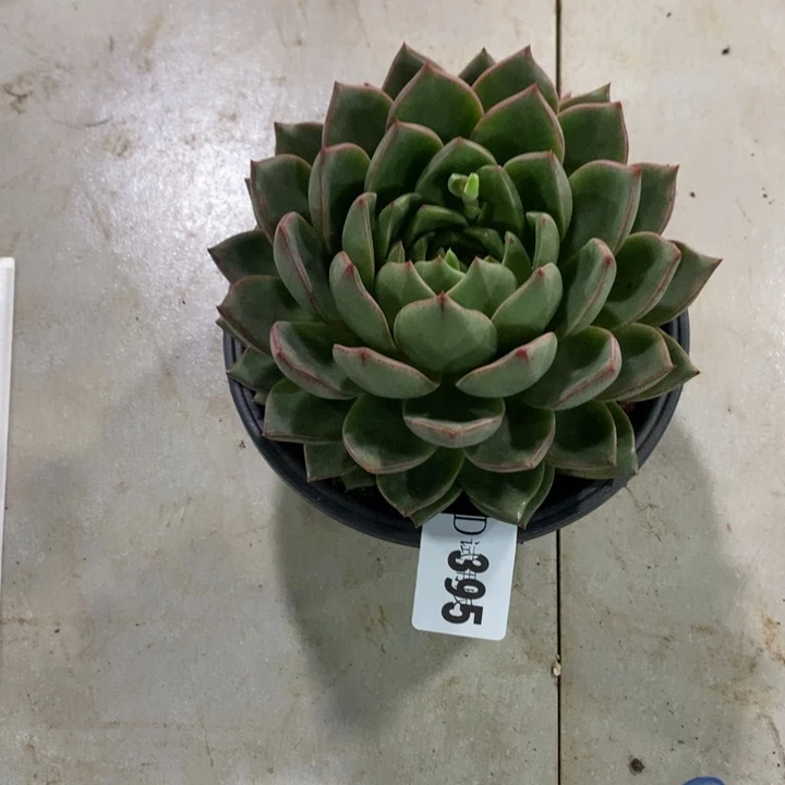 G***I395魔王多肉植物多肉